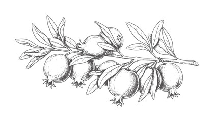 Hand drawn of a pomegranate branch with fruits and leaves leaf vintage © Md