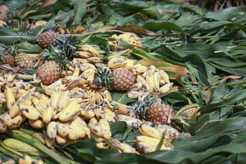 Obraz premium Fresh organic pineapple and yellow banana fruit harvest scattered on lush green foliage background creating vibrant natural tropical agriculture scene