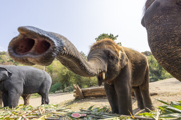 Fototapeta premium Funny close up of young, playful elephant reaching with an open trunk and mouth. curious animal seen from wide angle perspective, showing happy expression while eating