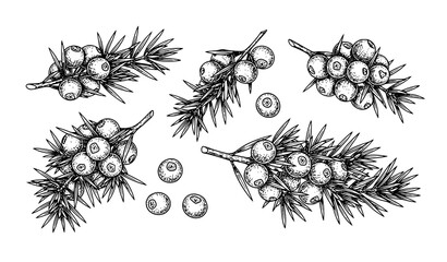 Isometric engraving-style black line art vector of juniper berries and leaves for vintage botanical illustrations © Hazara