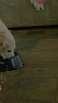 Vertical video: Dog eating from bowl for food while finance chart appearing nudging bowl right