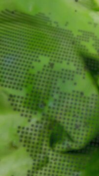 Vertical video: Camera pulling focus and leaves sliding over dot grid, revealing droplets for food