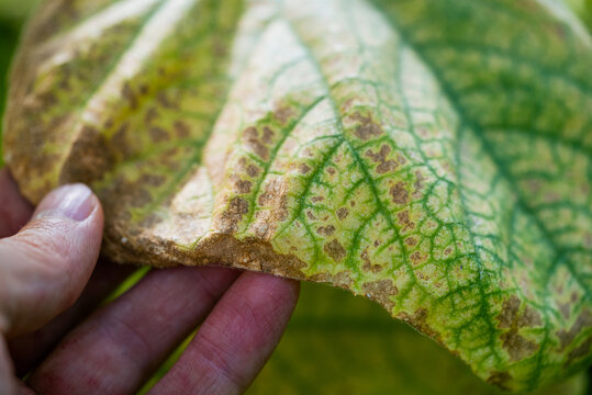 Hand holding cucumber leaf with yellowing and brown stippling from spider mite infestation, close-up showing damaged veins and dry, stressed tissue from pest-caused crop injury
