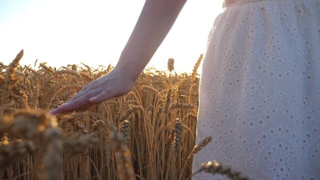 Female hand running over golden ripe wheat. Carefree girl in white dress enjoying outdoor leisure while walking along grain field at sunset background. Summer or agriculture concept. Slow motion