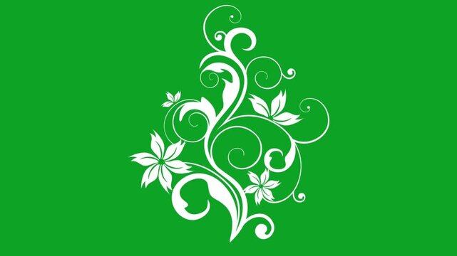 White floral ornament vine growing animation on green screen background for design