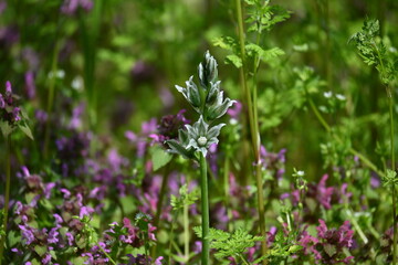 Fototapeta premium Unique white and green striped Ornithogalum flower growing in a wild green meadow. 