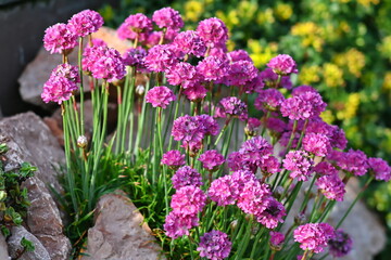 Obraz premium Vibrant pink Armeria maritima flowers blooming between rocks in a sunny garden. 