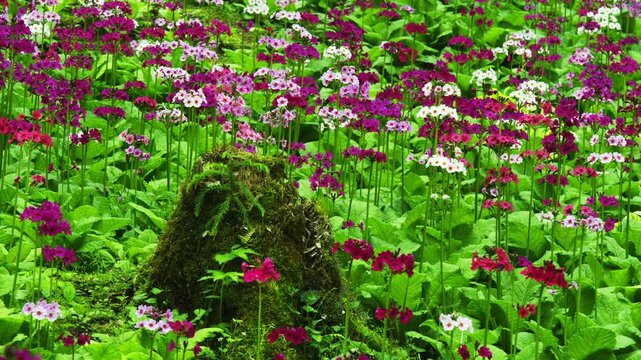 四十八滝山野草花園のクリンソウ