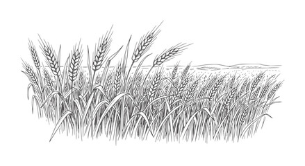 Of ripe wheat stalks swaying in a gentle breeze against a distant hilly landscape © Yaseen Ali
