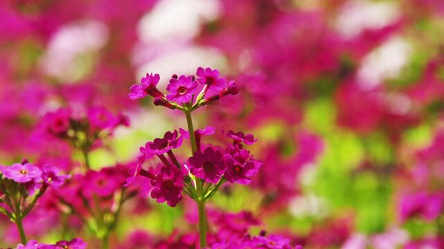 四十八滝山野草花園のクリンソウ