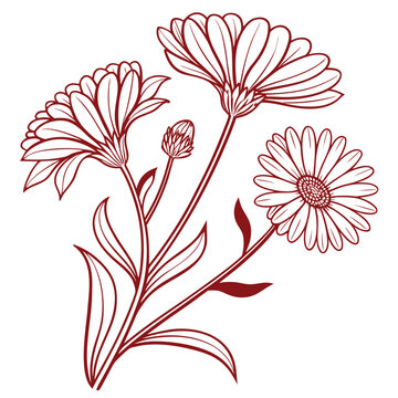calendula vector