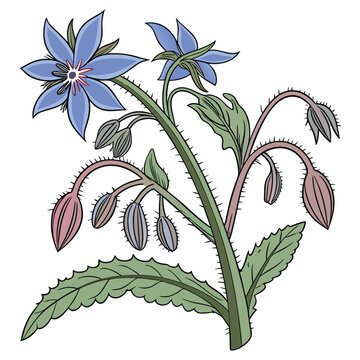borage colorful on white background
