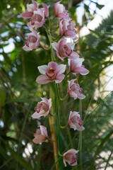 A branch of blooming pink cymbidium orchid.