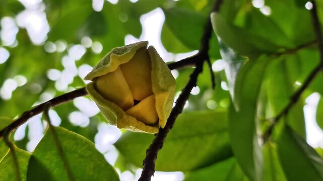 Cinematic close-up footage of a blooming Annona muricata flower captured in its early opening stage on a tropical tree branch. The soft yellow-green petals begin to unfold, revealing the unique struct