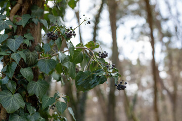 Zielony bluszcz oplatający swoimi pnączami pień drzewa z widocznymi owocami © qrrr
