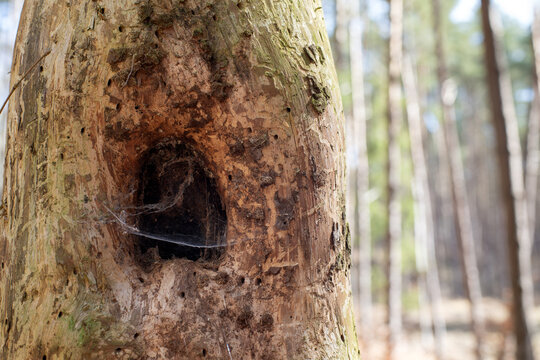 Stare uschnięte drzewo z dziuplą