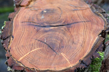 Pień drzewa z widocznymi dobrze słojami  © qrrr