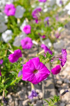 flowers in flowerr garden