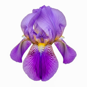 Vibrant purple iris flower in full bloom isolated on white background