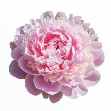 Close-up of blooming pink peony flower with soft petals and delicate texture