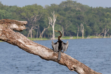 Cormorano in un villu (ovvero lago) in Willpattu in Sri Lanka