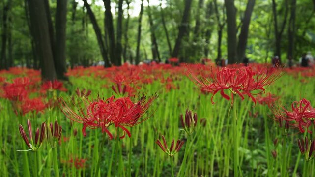 巾着田の彼岸花