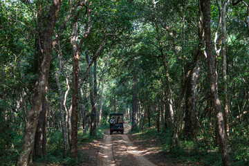 Strada sterrata all'interno del parco nationale di Wilpattu in sri lanka © Erika