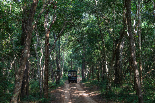 Strada sterrata all'interno del parco nationale di Wilpattu in sri lanka