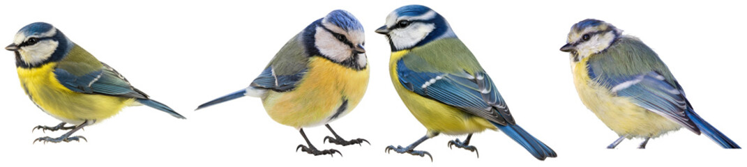 Four small, colorful blue tit birds with bright blue and yellow feathers perched, isolated on a transparent background. © PlantAndFlowerPNG