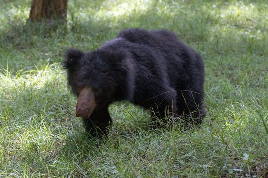 Orso nel parco nationale di Wilpattu in Sri Lanka