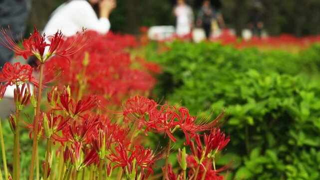 巾着田の彼岸花