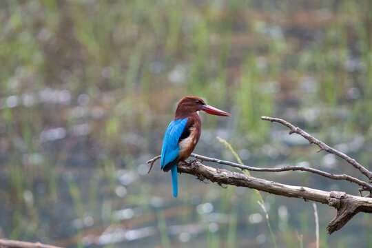 Martin pescatore su un ramo nel parco nationale di Wilpattu in Sri Lanka