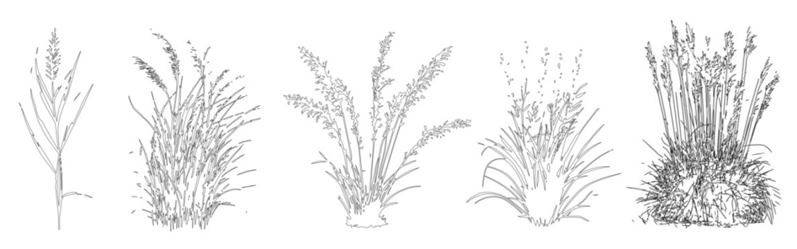 Vector set of ornamental grasses in elevation view for architectural drawings, isolated on transparent background	