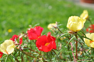 Fototapeta premium flowers in flower garden