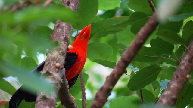 A male Andean cock-of-the-rock, rupicola peruvianus with striking plumage, perched on tree branch amidst lush green foliage, curiously looking around the surroundings, close up shot.
