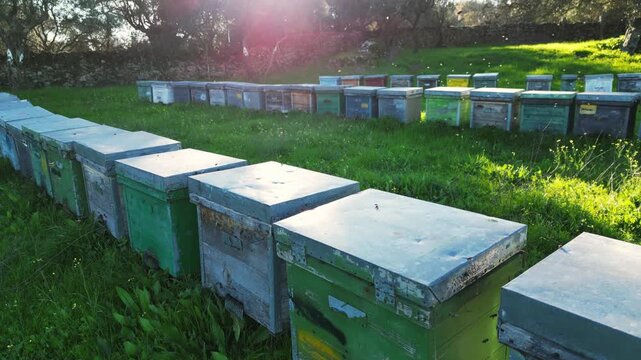 Aerial view flying close over rows of beehives placed in a green meadow within a traditional Mediterranean countryside apiary.