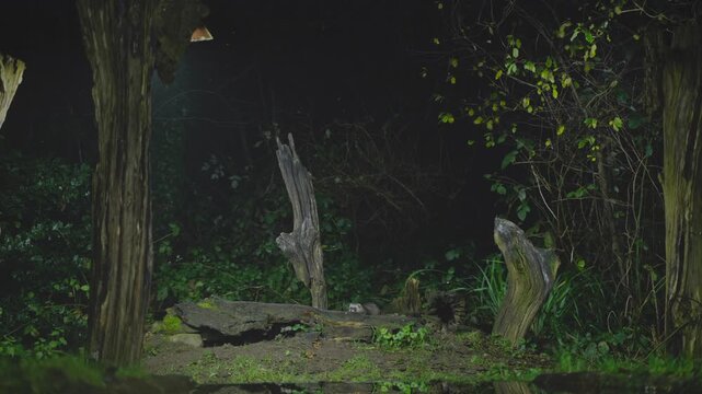 European polecat at night prowls along a waterside log and branch in a dark woodland, lit by camera trap, showing cautious movement and natural behavior.