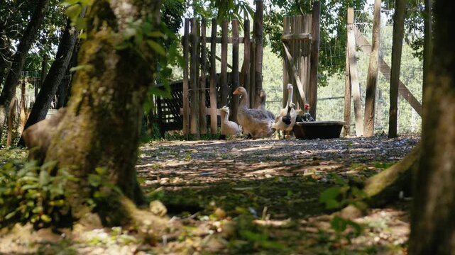 Group of geese wandering through a shaded outdoor enclosure near a wooden fence on an ecological farm. Wide shot.