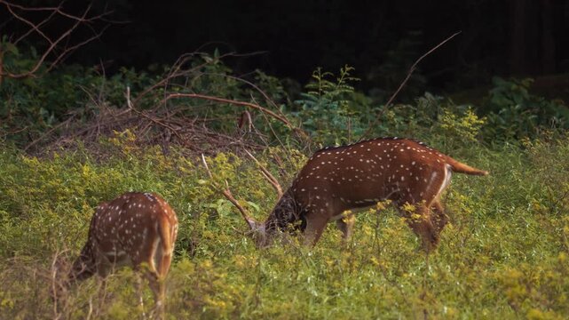 Wild Ceylon axis deer herd with white-spotted coats feeding in forest clearing, Sri Lankan lowlands