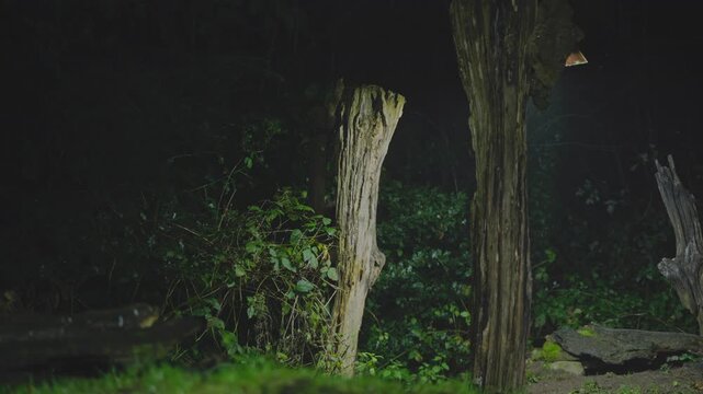 European polecat hides in dense bush at a dead tree base, then jumps up, briefly revealing its face and body in a dark woodland night scene.