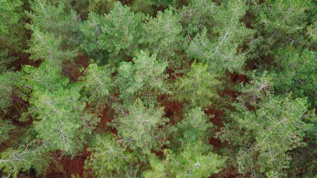 Top down aerial above pine tree forest with no people inside the border woods of Belgium and The Netherlands.