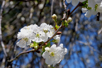 Fototapeta premium Cherry blossom in spring