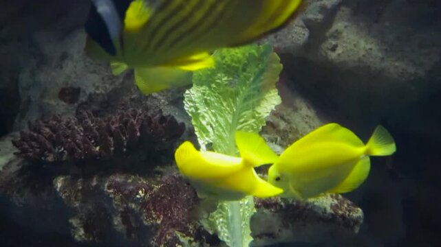 Yellow Tang Fish Eating and Swimming in Aquarium 60fps