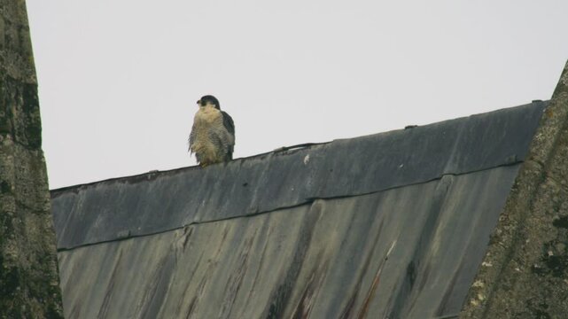 Peregrine falcon perched on rooftop ridge facing forward powerful bird of prey resting in urban environment with clear sky background United Kingdom
