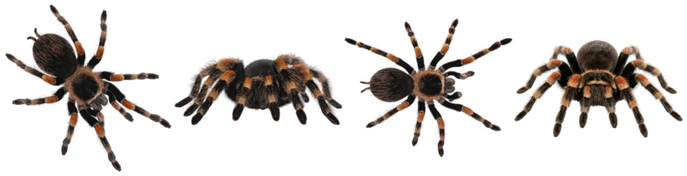 Striking red-legged tarantulas (Brachypelma emilia) captured from various perspectives on a transparent background.