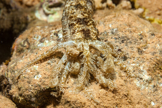Egypt, Taba, Sea Cucumber (Holothuroidea, fam.)