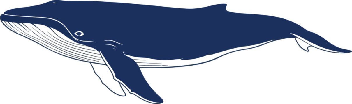 Vector blue whale illustration