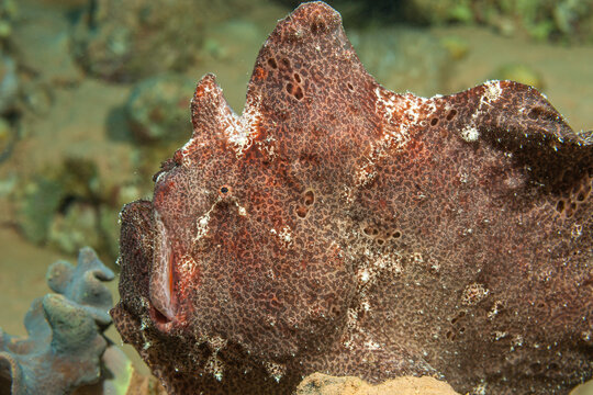 Egypt, Taba, Frogfish (Antennarius, sp.)