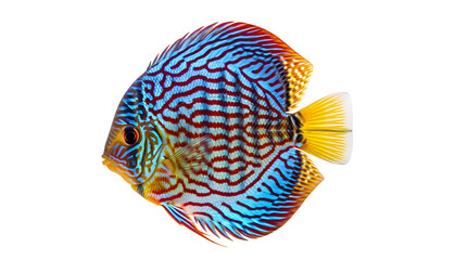 Vibrant discus fish isolated on transparent background © MD