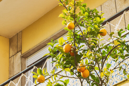 Mandarin orange (Citrus reticulata) tree with ripe fruit near building in Cascais Portugal